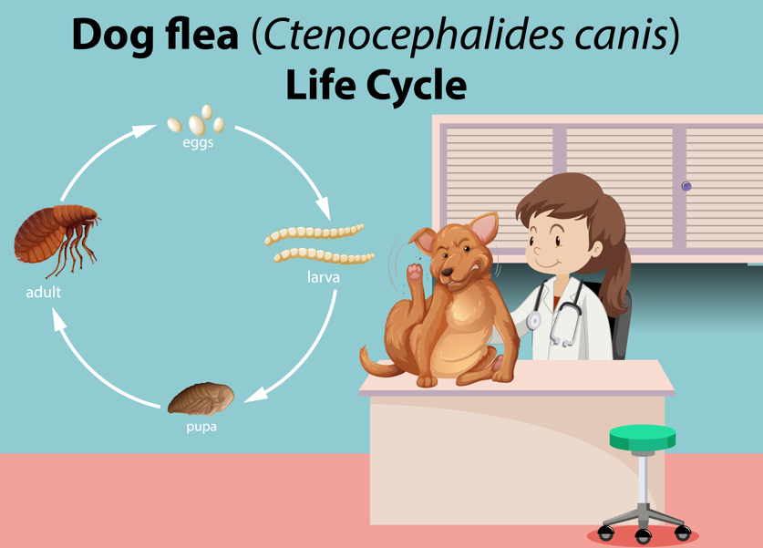 반려견 진드기 예방 방법 관련 이미지