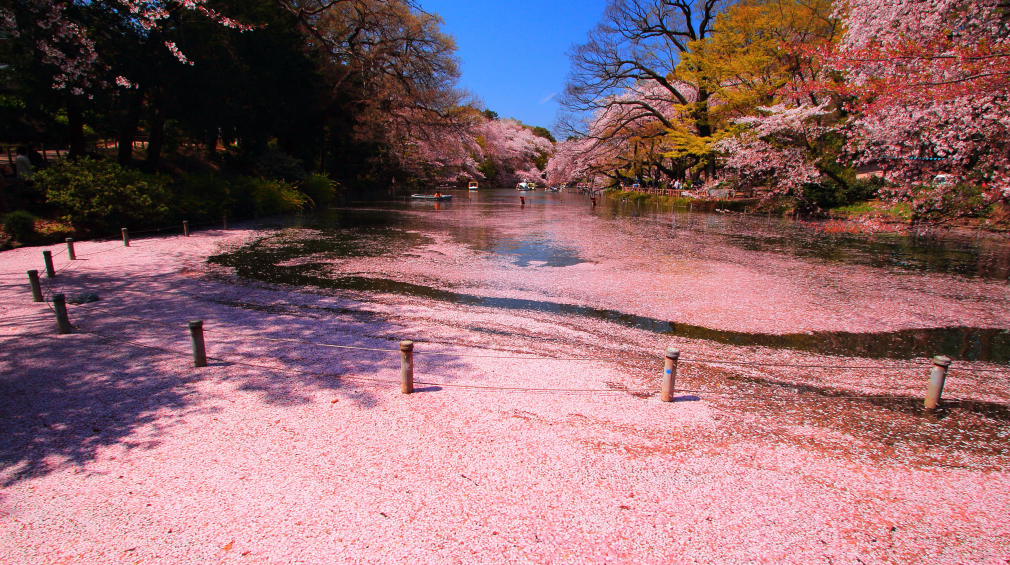 3월 아고다 호텔 할인코드 + 후쿠오카 벚꽃 여행 추천
