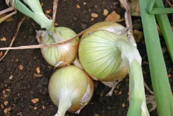 양파즙 효능 및 영양성분, 주의점