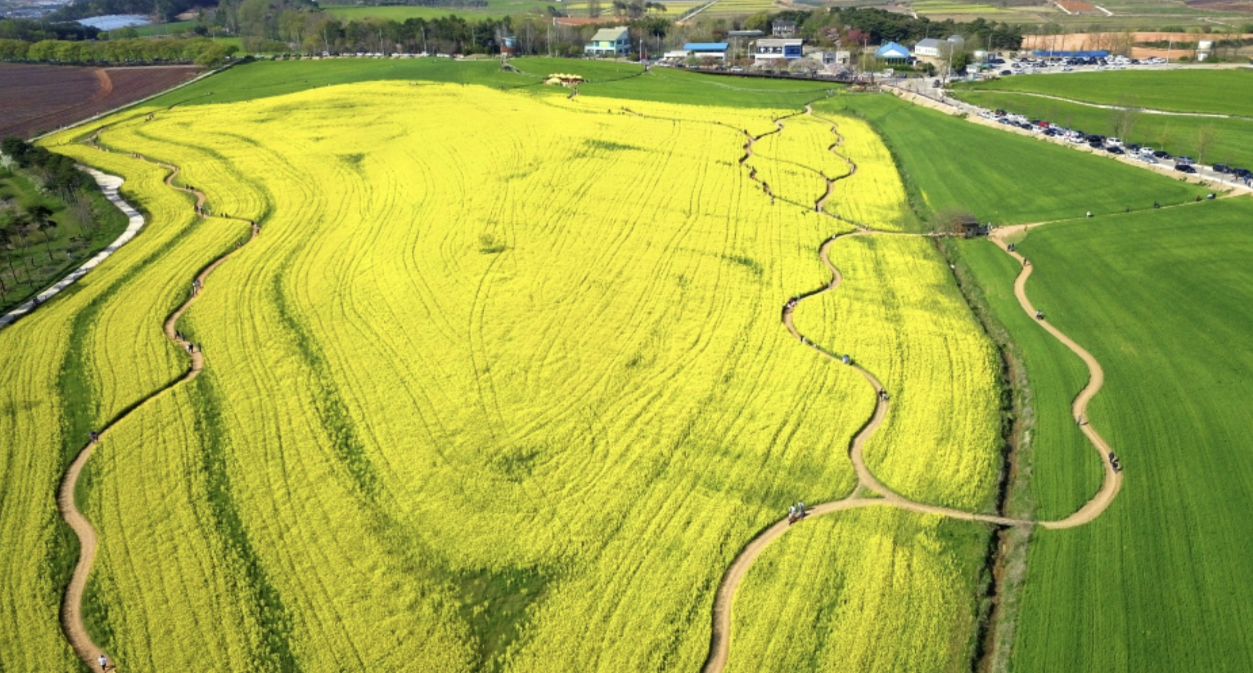 2025 고창 청보리밭 축제