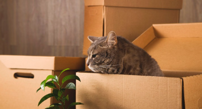 골판지 안에 들어 있는 고양이