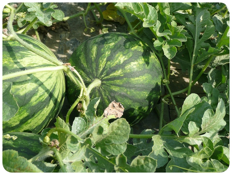 수박 주의사항