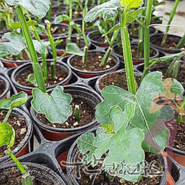 시서스 효능 부작용