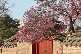 창덕궁 만첩홍매화 개화시기 명소_19