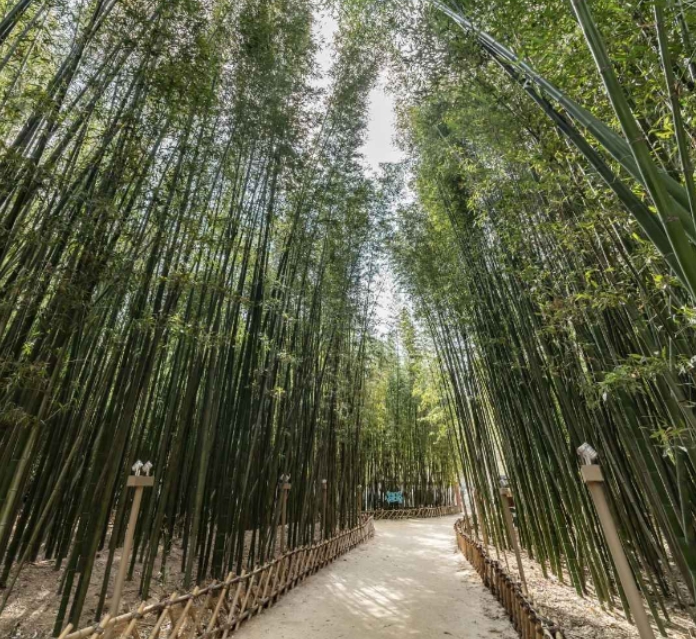 태화강 국가정원 십리대밭길