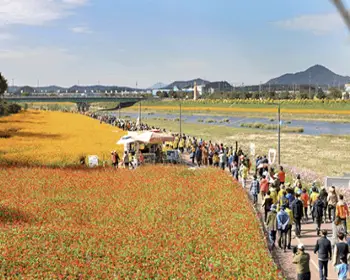 장성 황룡강 가을꽃축제_25