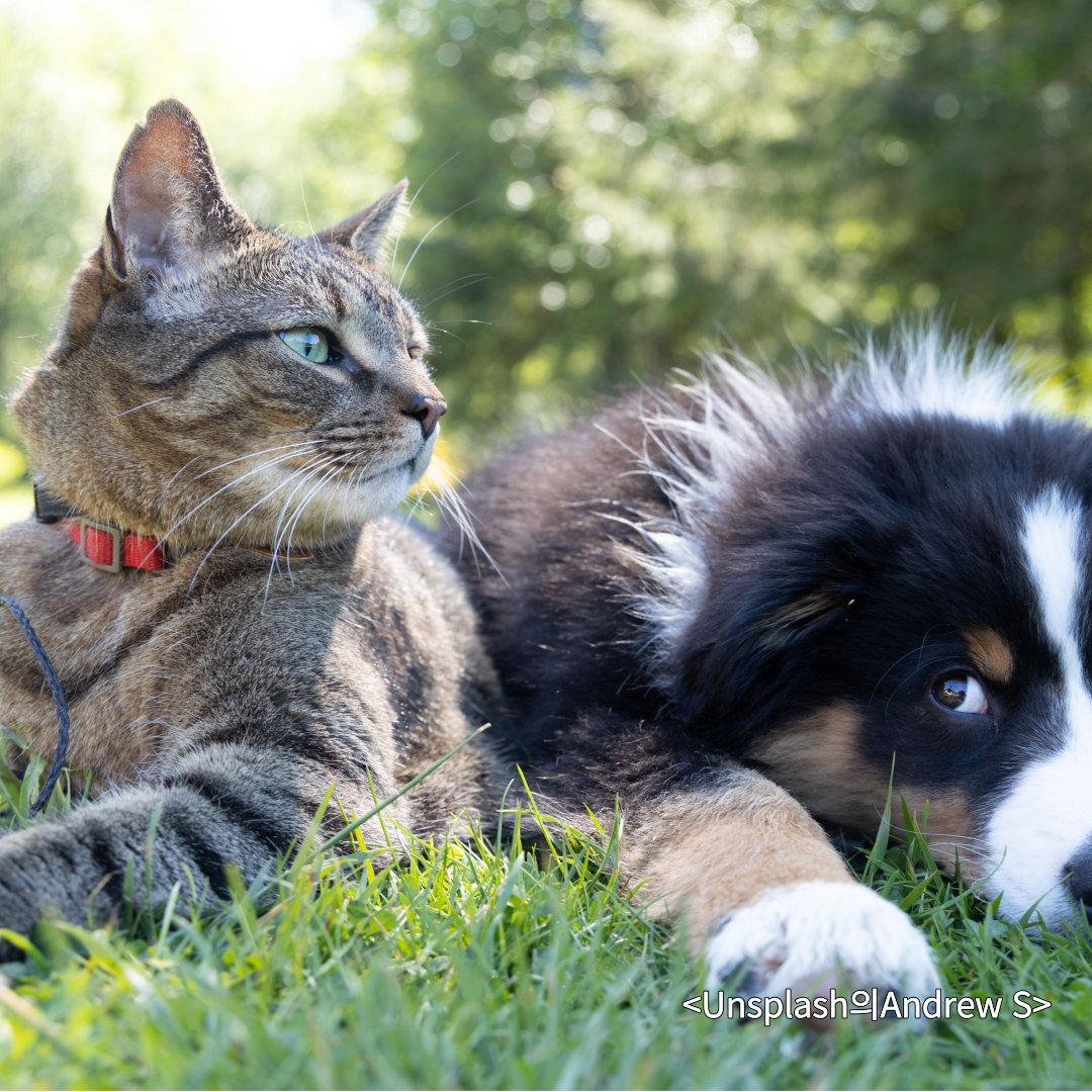 유기견입양보험