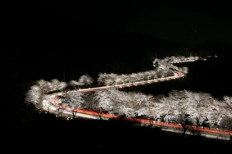 2025년 서울 벚꽃개화시기 예측(+서울 벚꽃 명소추천)