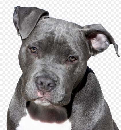 핏불테리어 사진