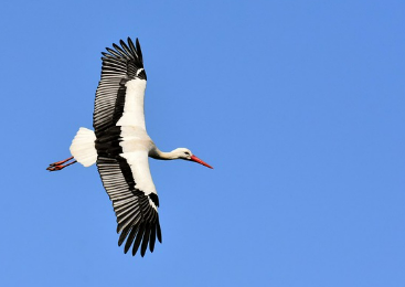 새꿈 상황별 해몽