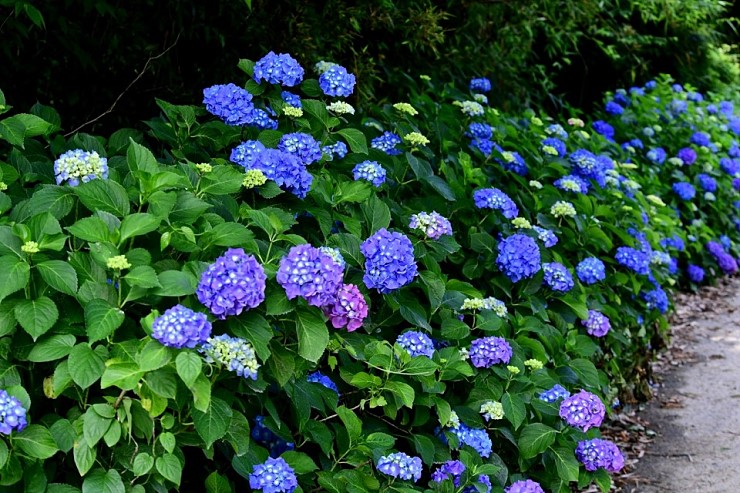 강진 수국길축제