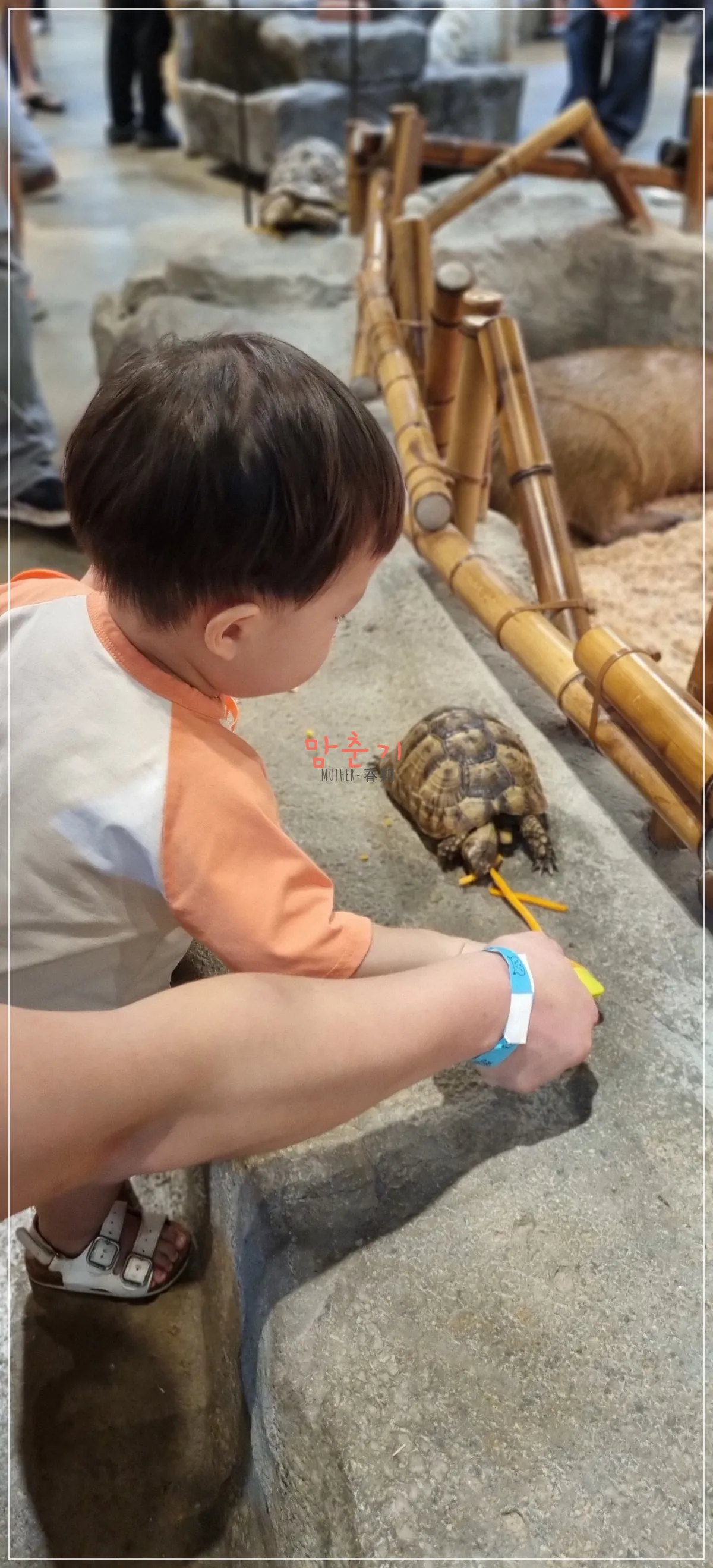 라라쥬동물원-육지거북이-먹이주기체험중