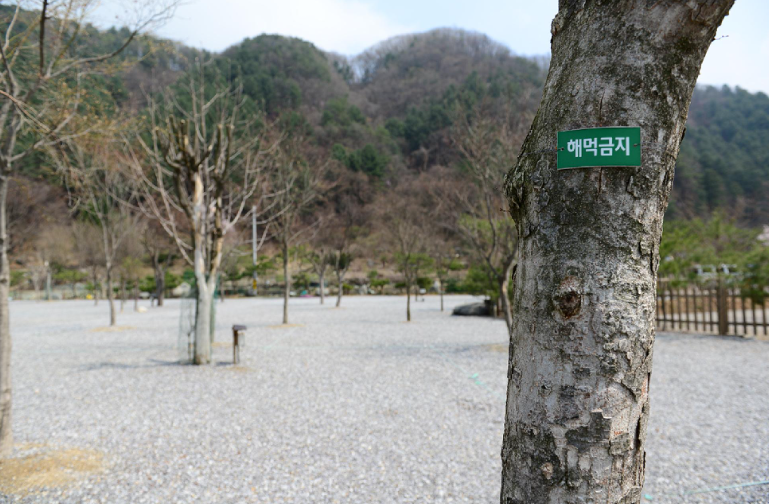 경기-가평-홀리데이-캠핑장-사진-입니다.