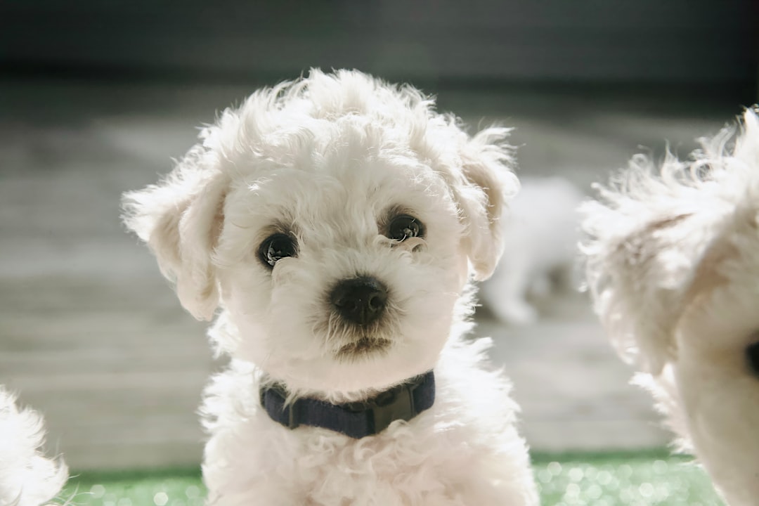Bichon