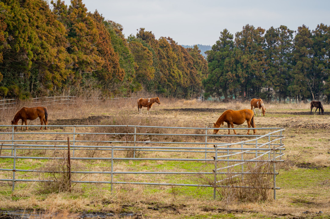 용눈이 오름 말