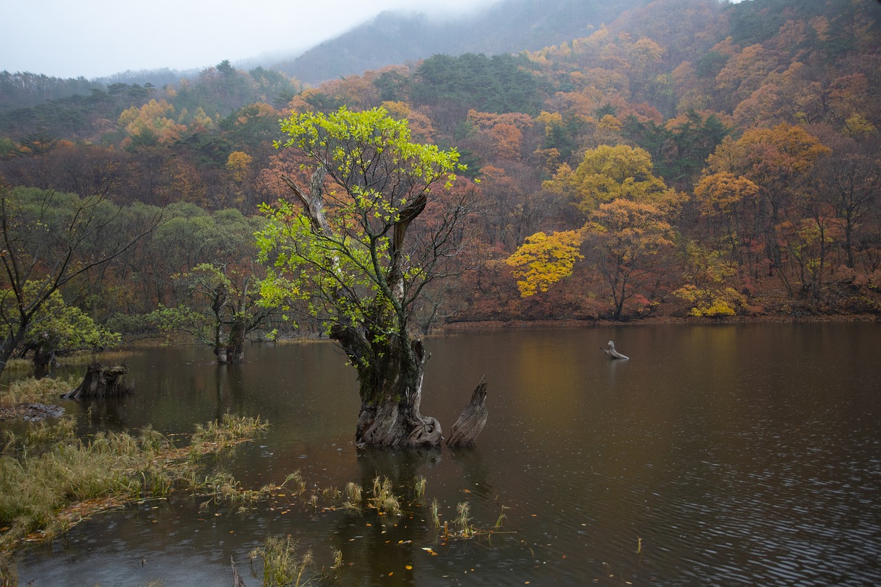 경북 청송 주산지 - 청송명소, 계절별팁, 추천이유