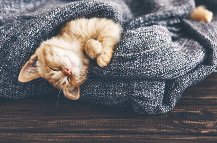 담요 위에서 자는 아기 고양이.