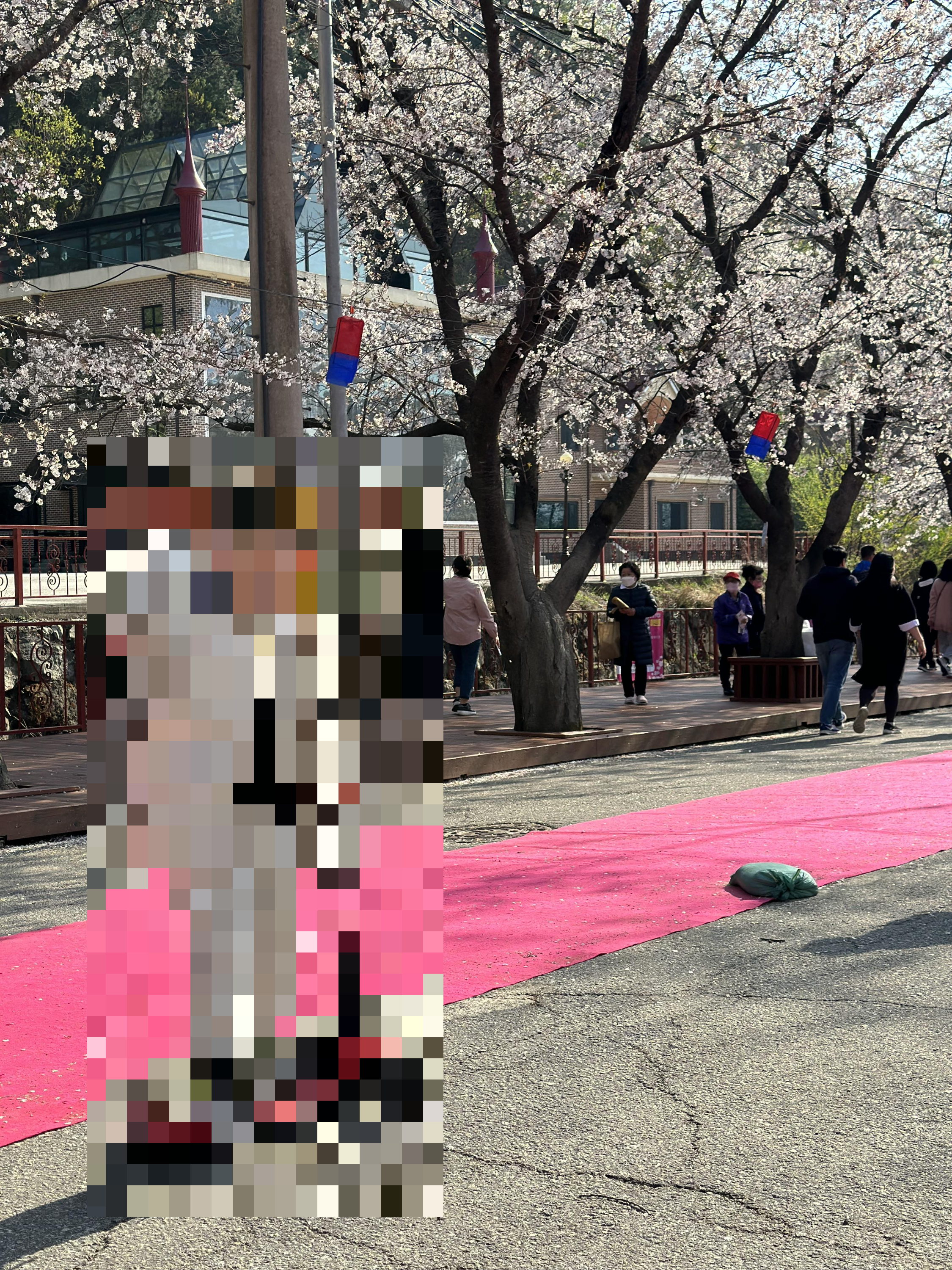 벚꽃 개화시기 2024 및 축제 일정