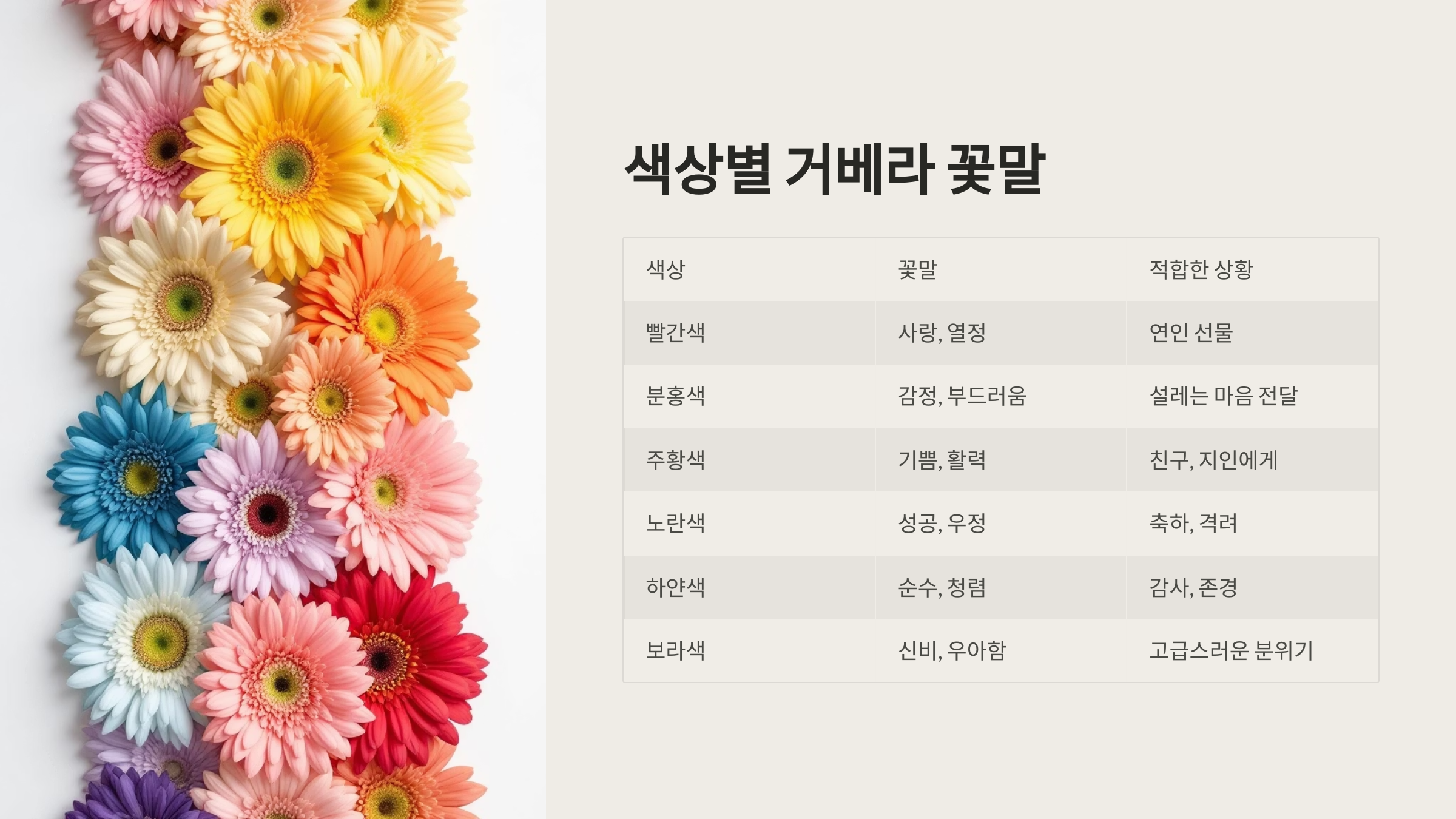 거베라 꽃말