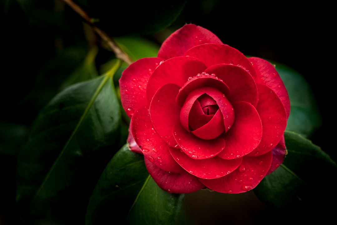Camellia
