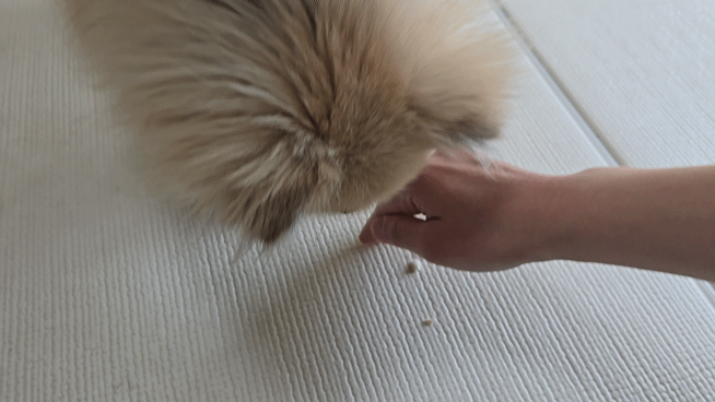 강아지가 간식을 먹지 못하게 손으로 막는 모습