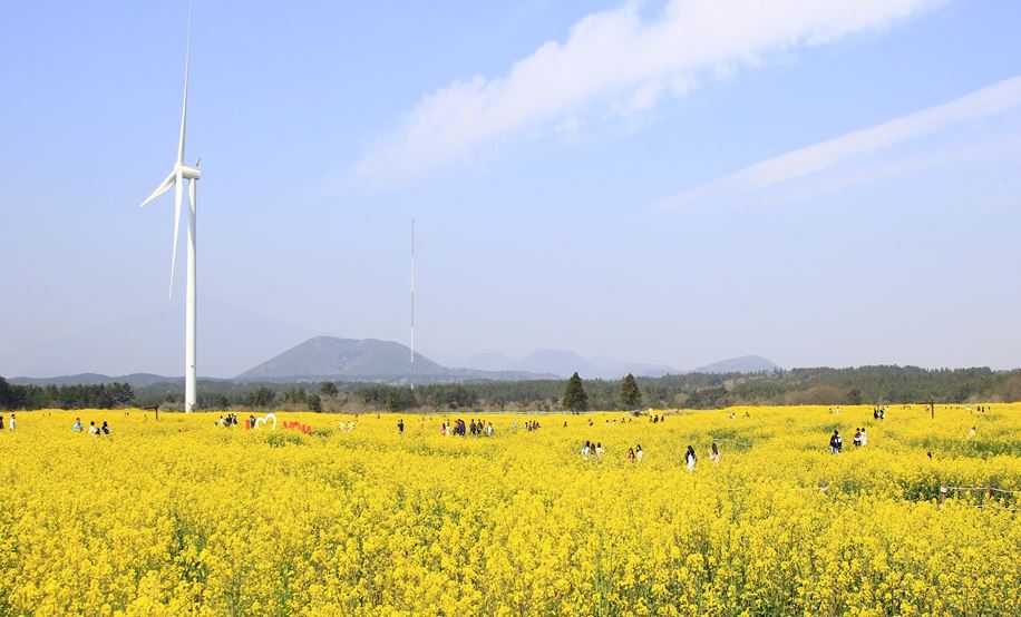 서귀포 유채꽃 축제