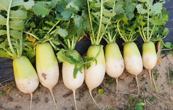 김장무우심는시기 지역별 간격 씨앗 파종 방법 수확 시기 가을 김장무 재배3