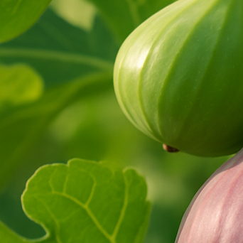 무화과 효능, 달콤한 과일이 주는 건강 선물