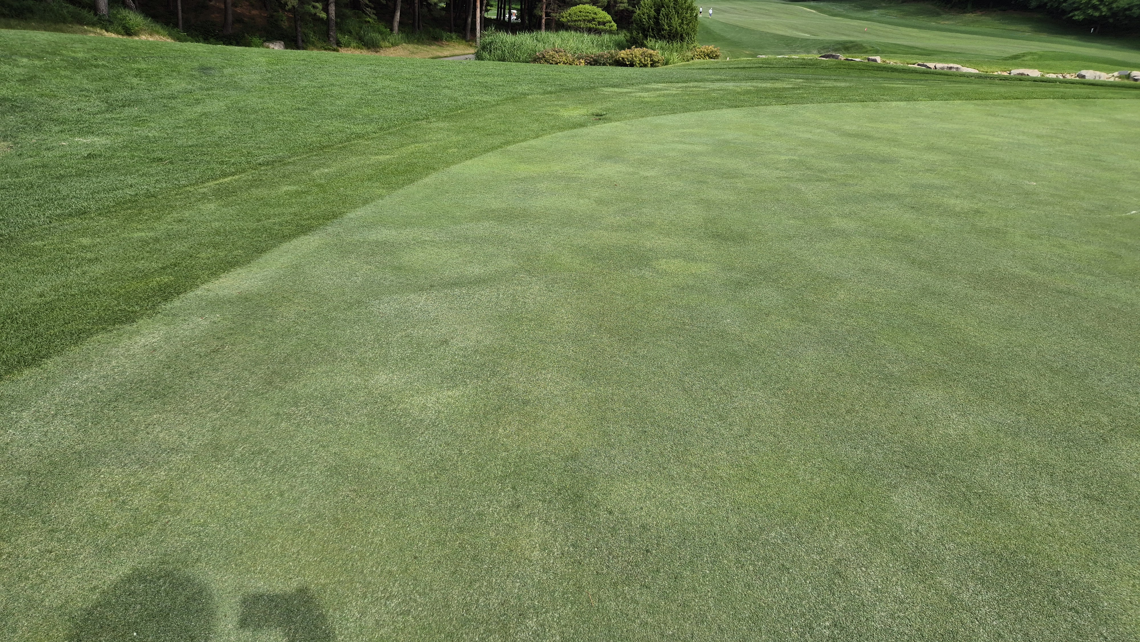 파인리즈cc 라운드 후기