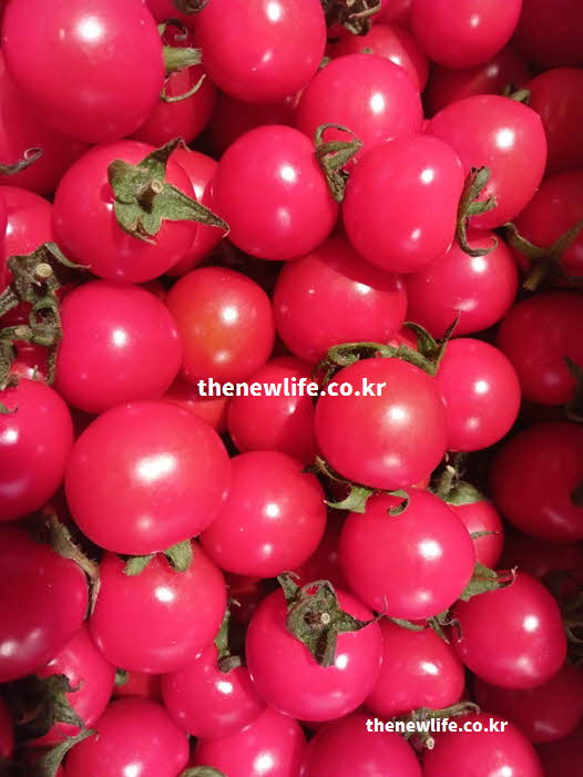 방울토마토 효능 피부 미용 비타민 C