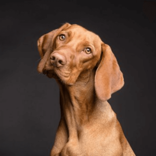 개 꿈 해몽 풀이