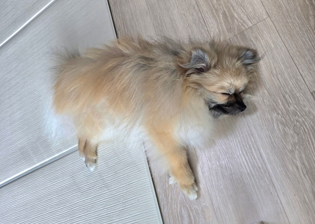 새근새근 자는 강아지