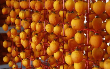 대봉감 10kg 가격, 대봉감 수확시기와 효능