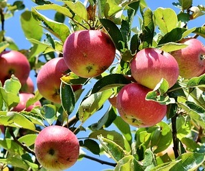 사과 영양성분 중 과당 섭취 권장량