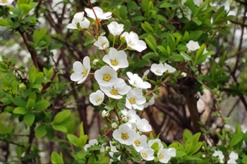 이팝꽃 명소, 조팝나무 이팝나무 차이와 꽃말 개화시기