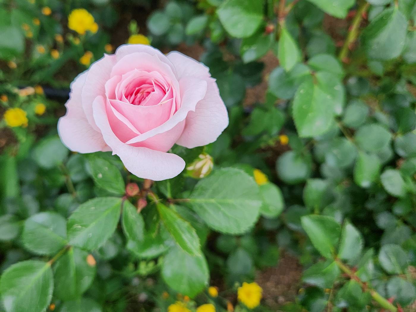 장미 신데렐라 Cinderella