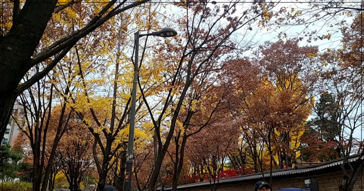 기와담벼락과 은행나무 단풍나무 앙상한 나뭇가지와 하늘