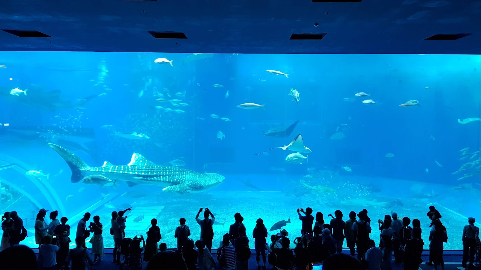 오키나와 츄라우미 수족관