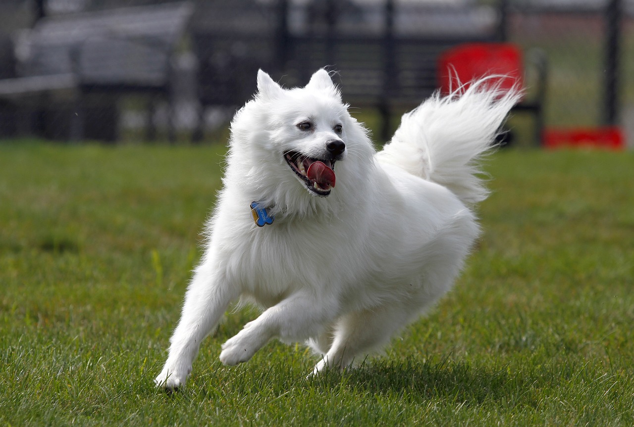 아메리칸 에스키모 도그 (American Eskimo Dog)
