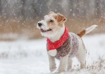 Jack Russell Terrier/출처:어도비스톡