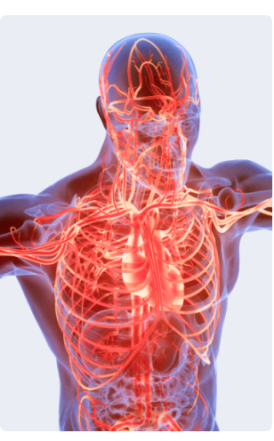 40대 이후 꼭 알아야 할 혈액순환의 핵심 원리(NO)