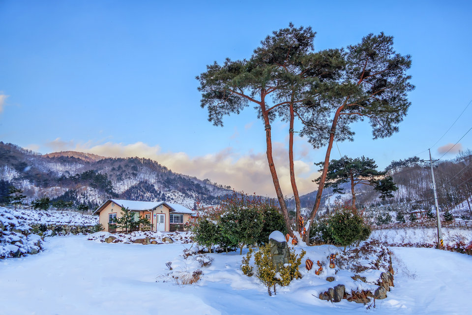 보성 아름다운 윤제림 숲 가는방법, 무료개방, 방문해야 하는 이유, 보성 가볼만한곳