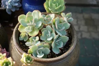 다육이 물주기 환기요령 일조량관리 여름과 겨울 관리법_7