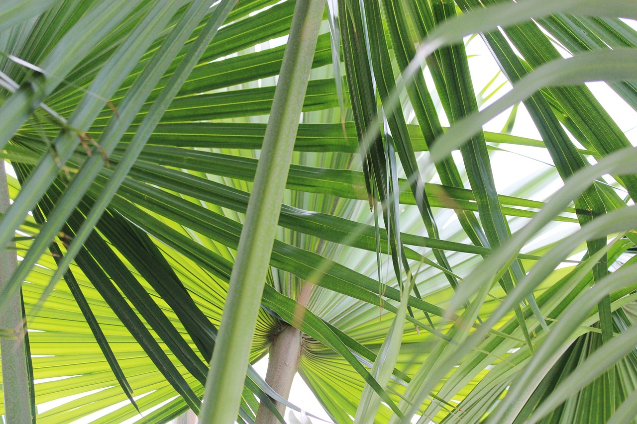 야자나무 잎들