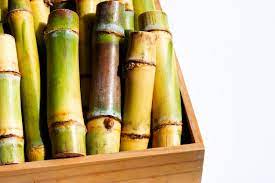 폴리코사놀 효능 부작용 (3주 섭취 후기)