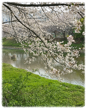 황구지천