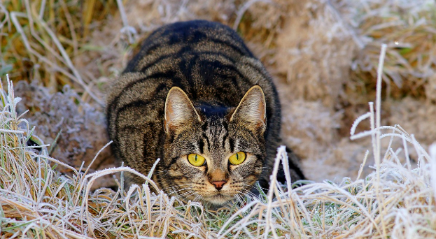 잔디 틈에서 웅크리고 앉아있는 고양이 이미지