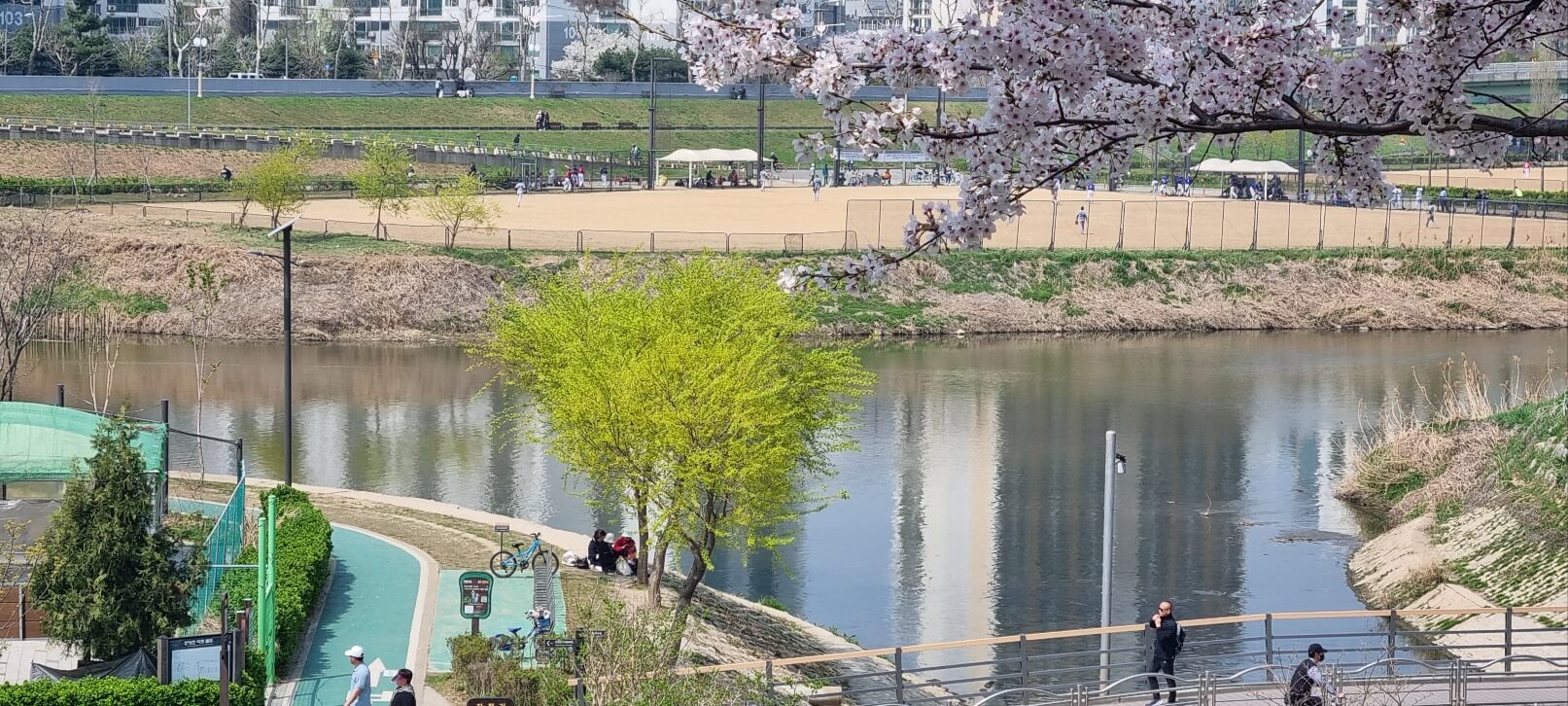안양천 벚꽃 축제