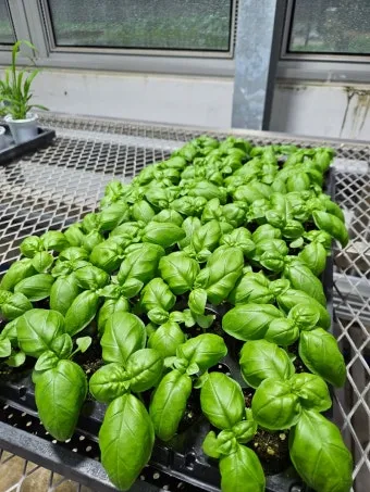 바질 재배 실내 재배 가지 치기 잎 수확_4