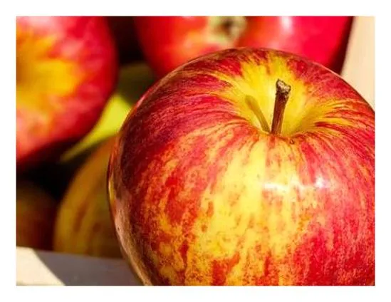 사과 효능 부작용